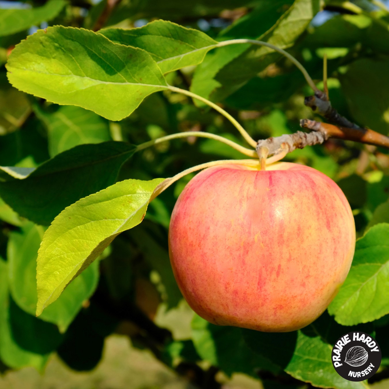Orange Pumpkin Apple