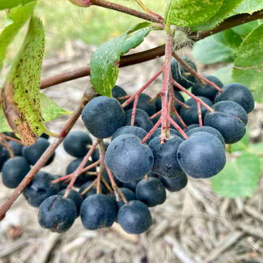 Viking Aronia Berry