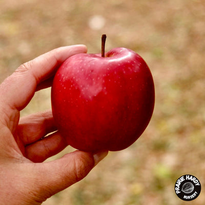 Prairie Hardy Apple