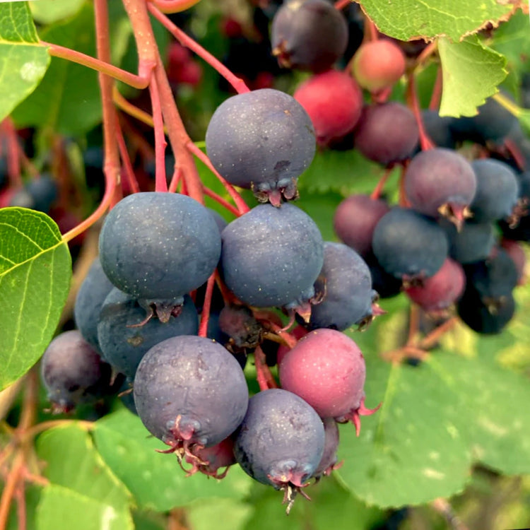 🌸 Saskatoon Berries