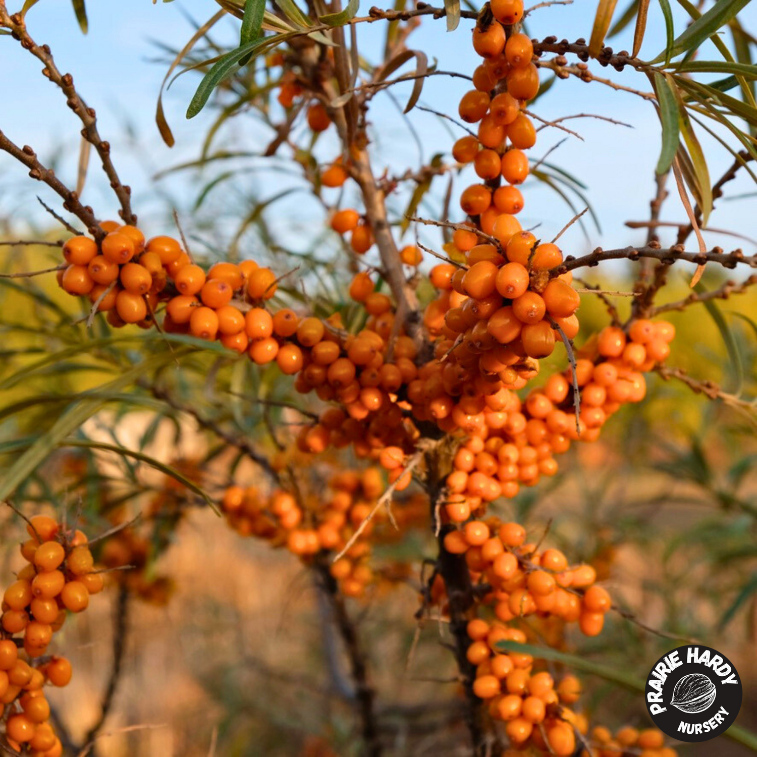 🍊 Sea Buckthorn