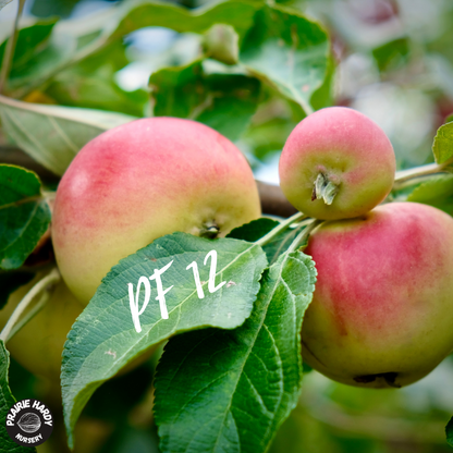 Rare and Heritage Apple Trees