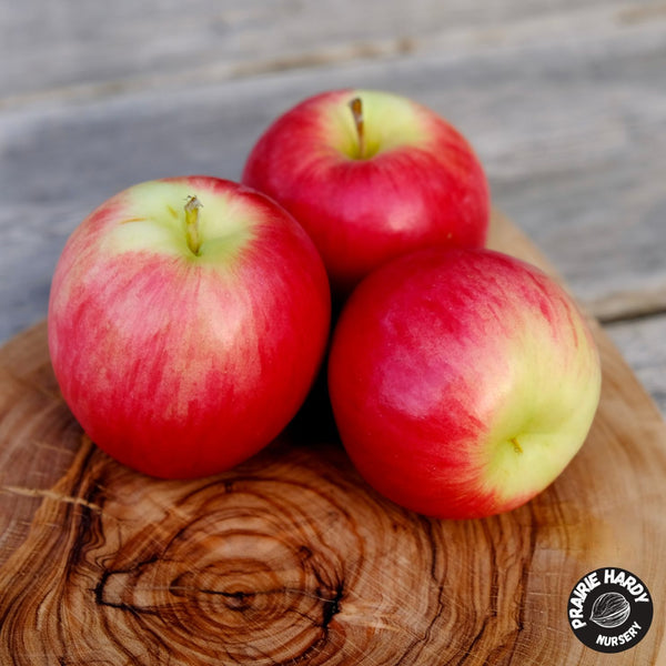 Autumn Delight Apple