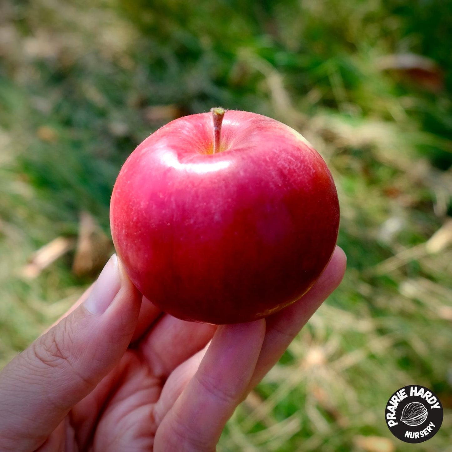 Autumn Delight Apple