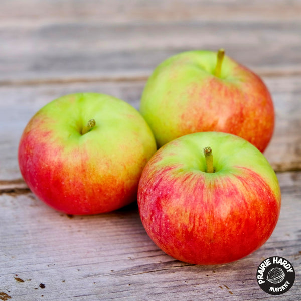 Festive Treat Apple