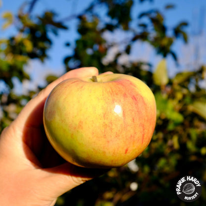 Goodland Apple
