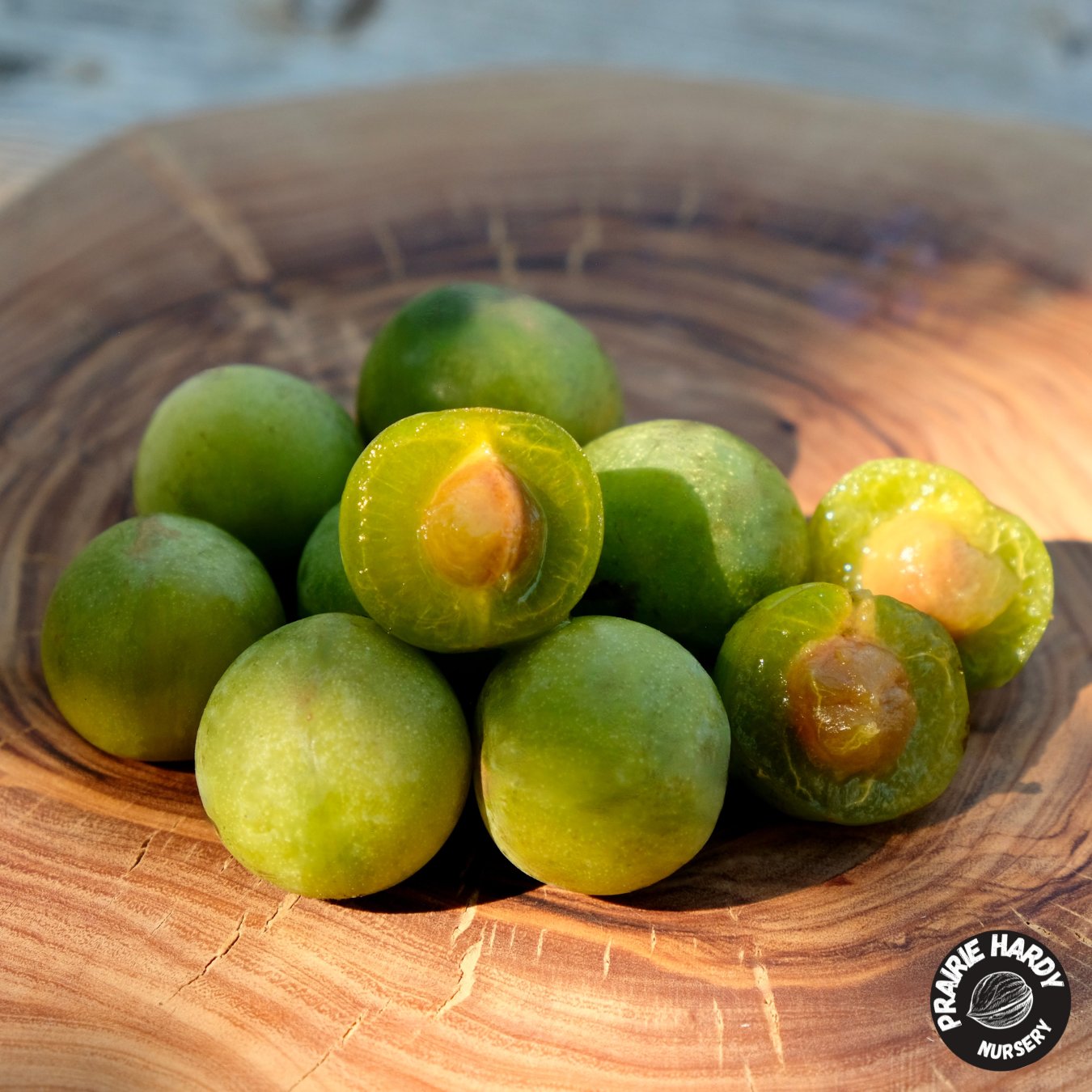 Green Elf Cherry Plum