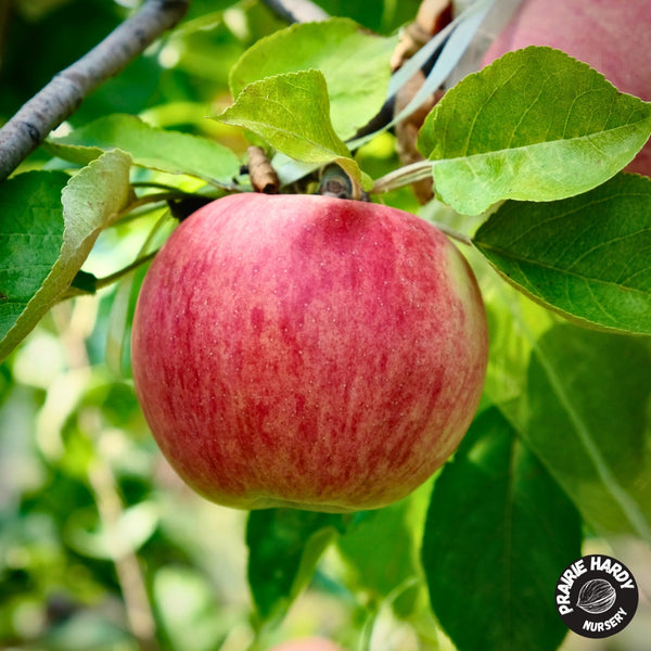 Lucky Jack Apple