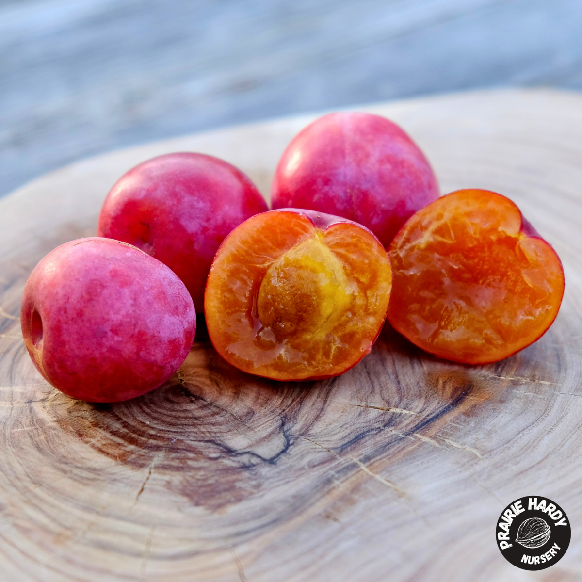 Rare and Heritage Plum Trees