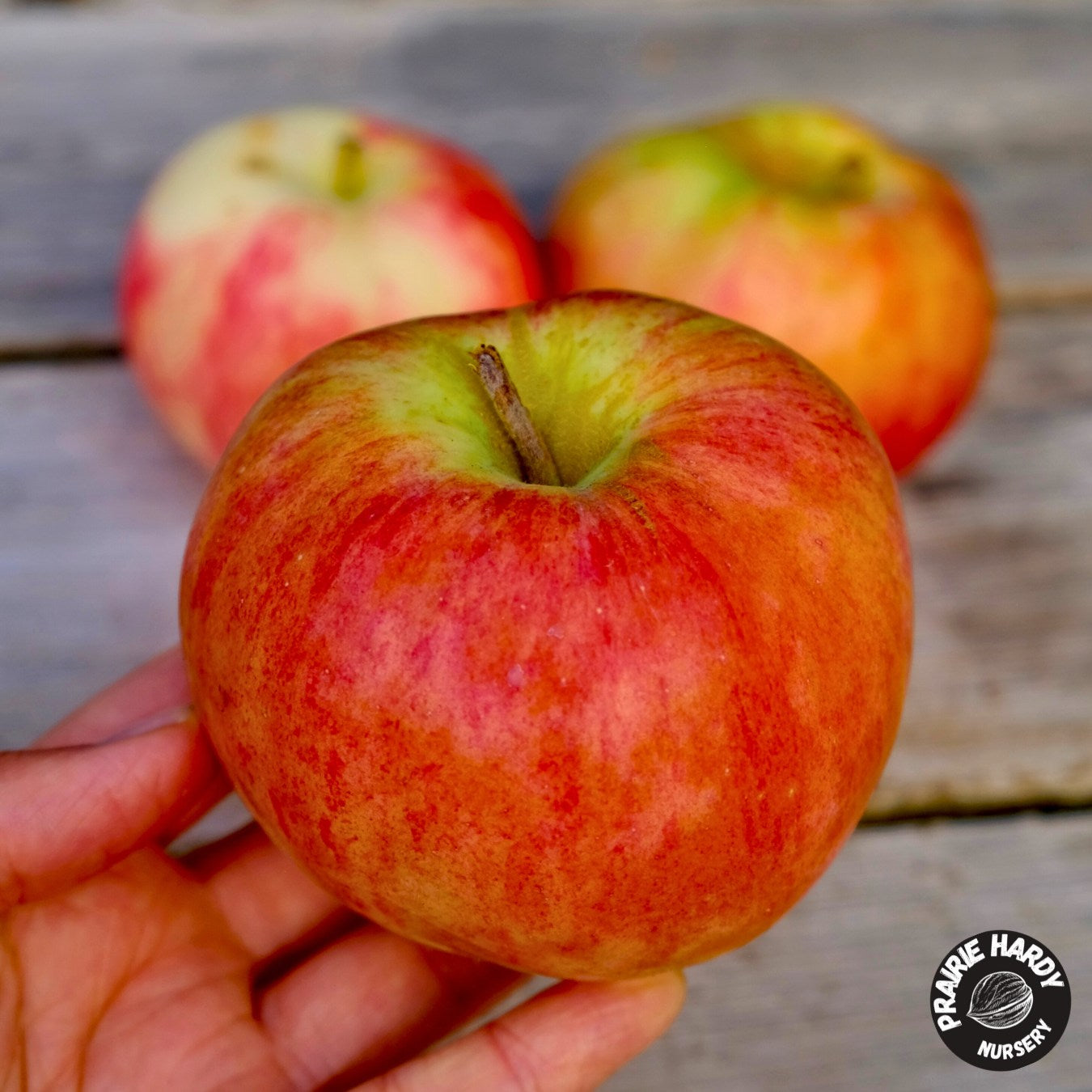 Orange Pumpkin Apple