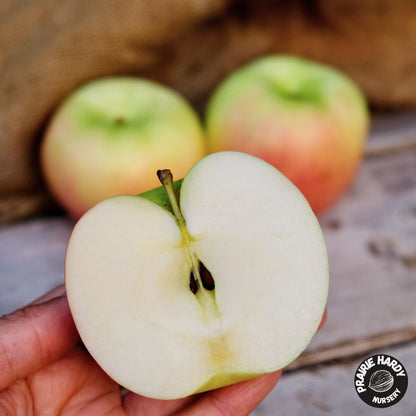 Prairie Sensation Apple