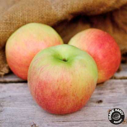 Prairie Sensation Apple