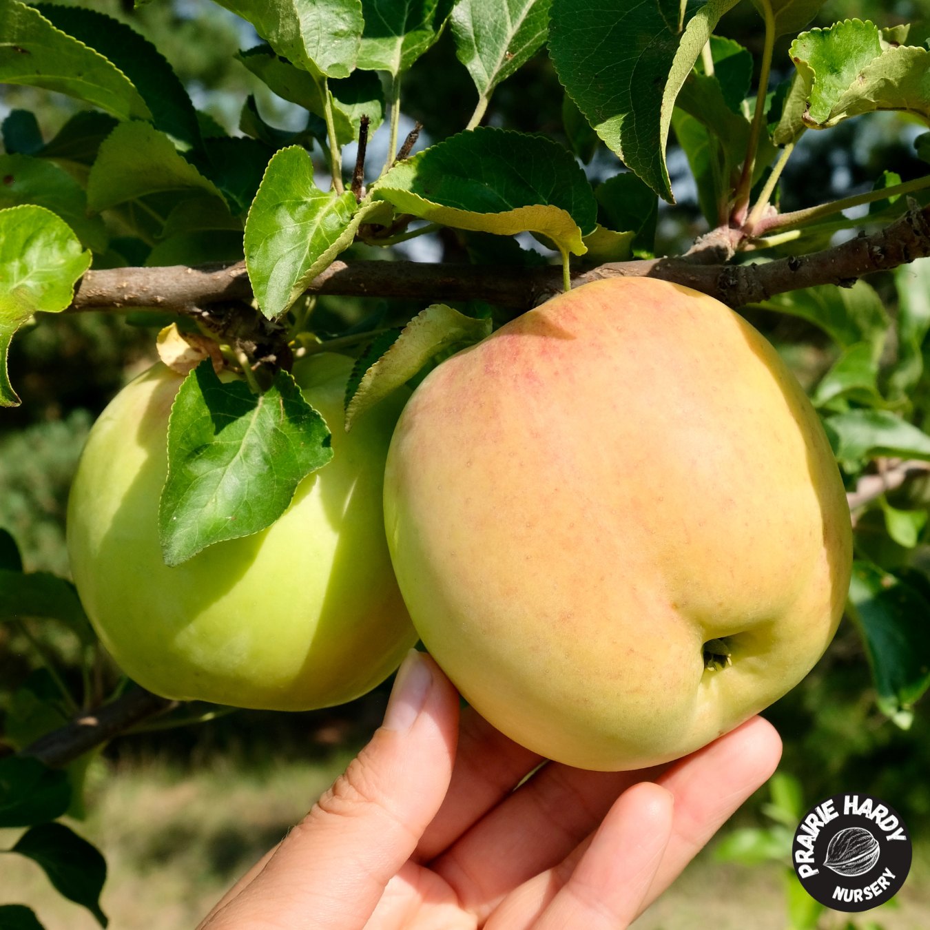 Prairie Sensation Apple