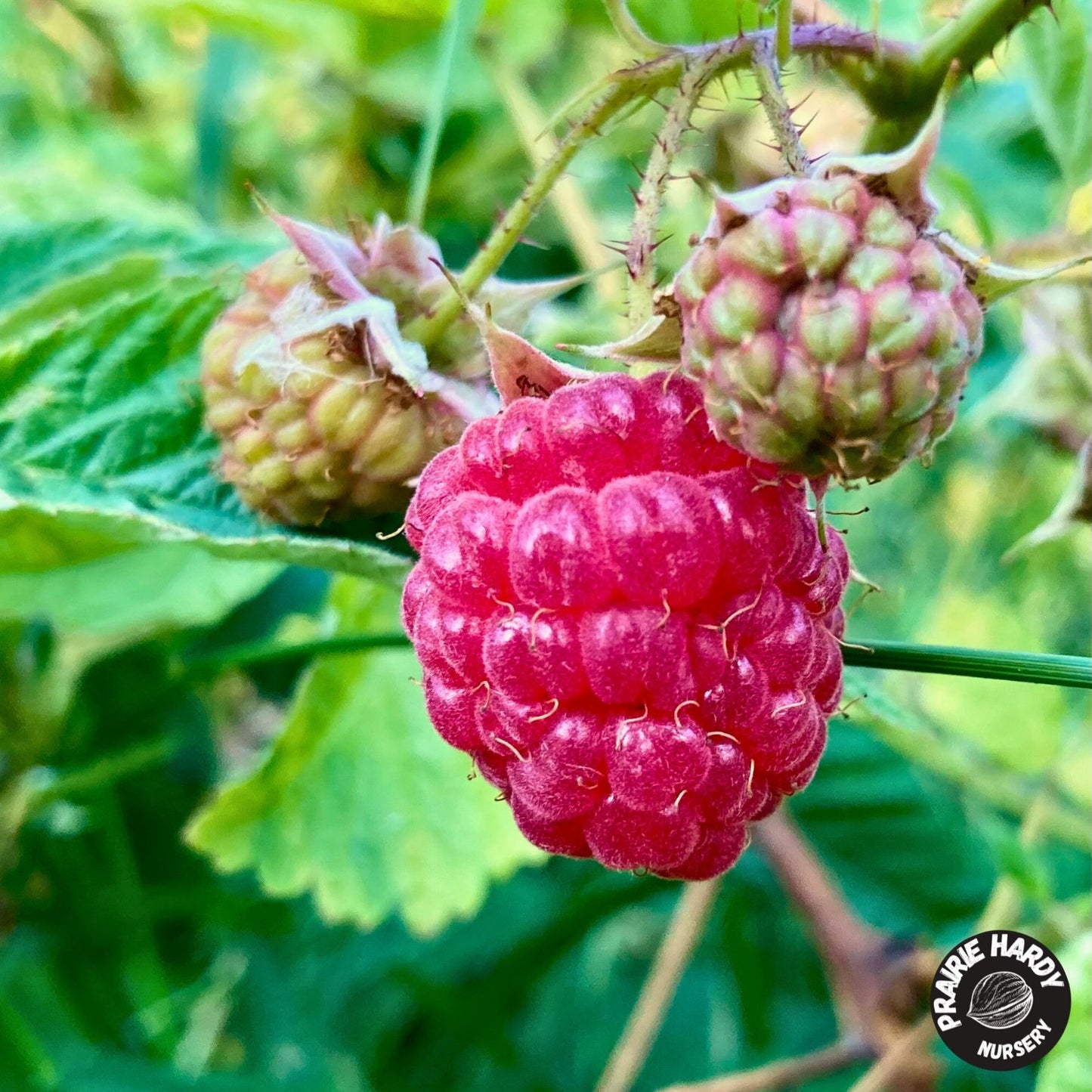 Red Mammoth Raspberry