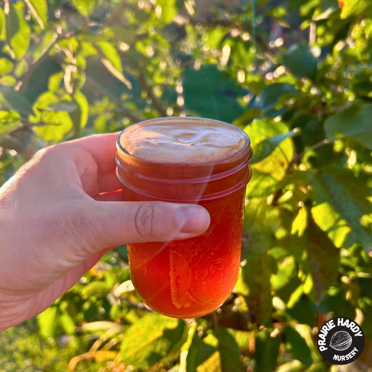 September Ruby Apple