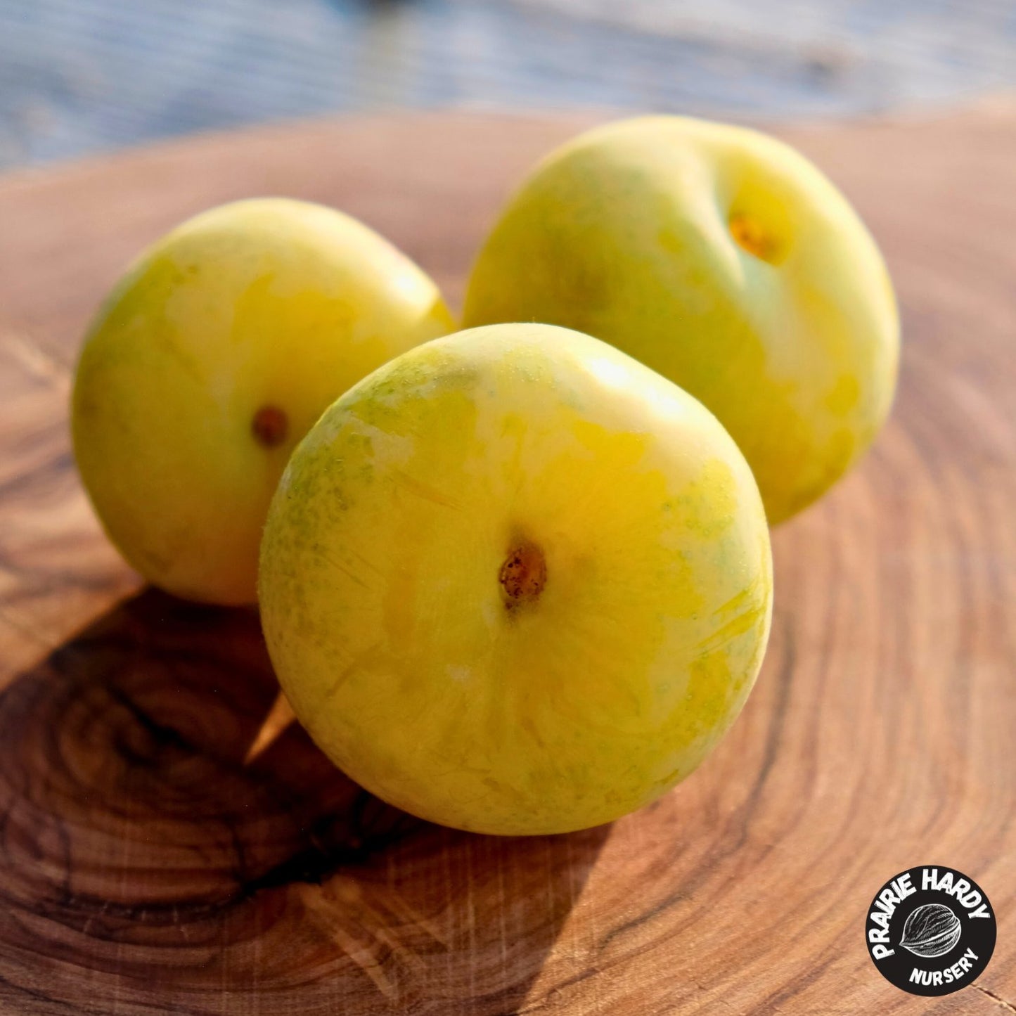 Sprout’s Sunshine Plum