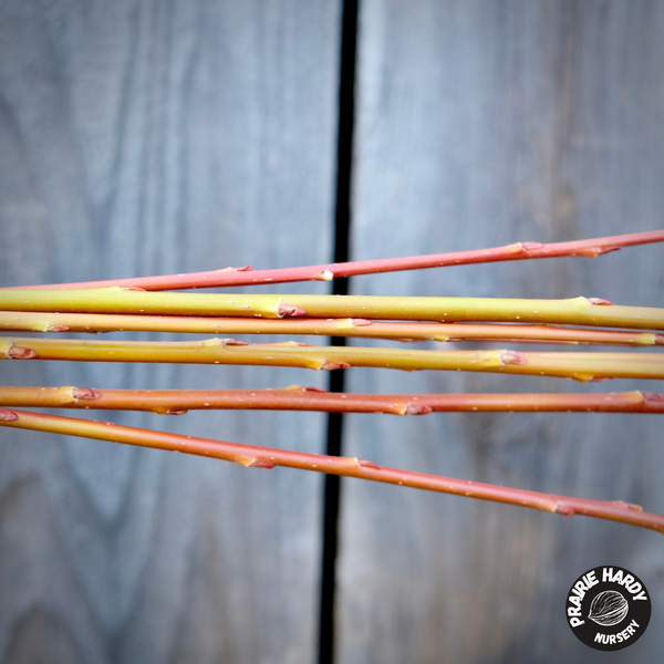 Flame Willow