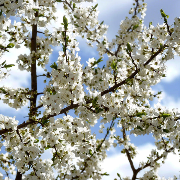 Siberian Crabapple